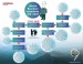 The Bruckner Decision Tree